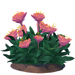 Rose flower