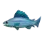 Rainbow trout