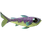 Enchanted pupfish